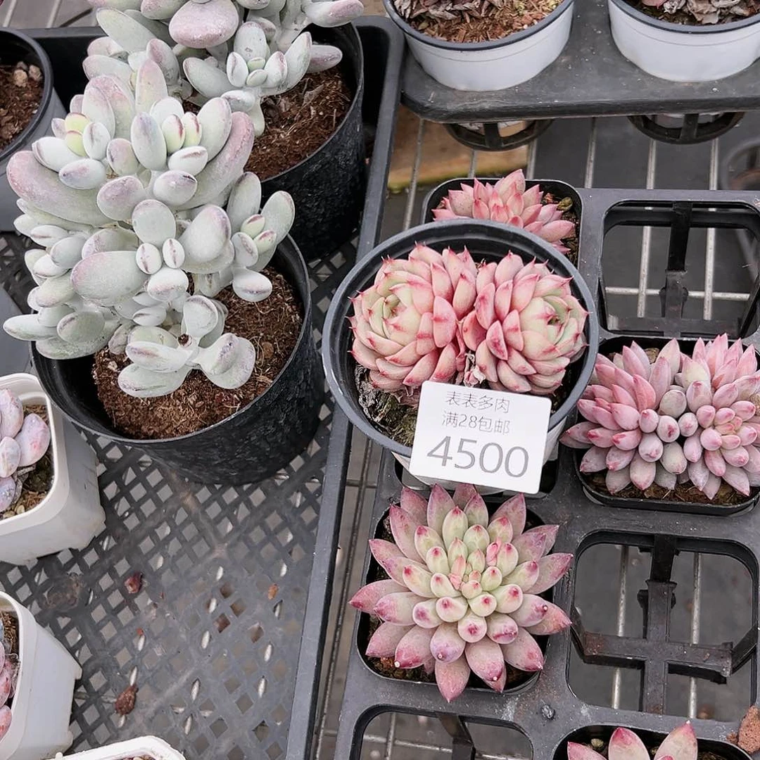 9号粒*～我们的确是4500