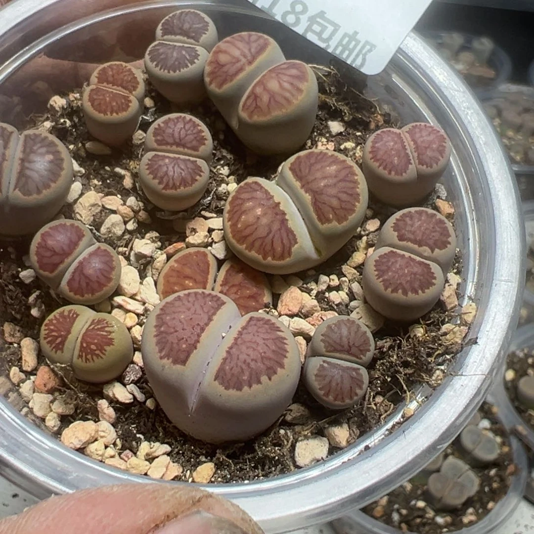 【闪购商品】 990。