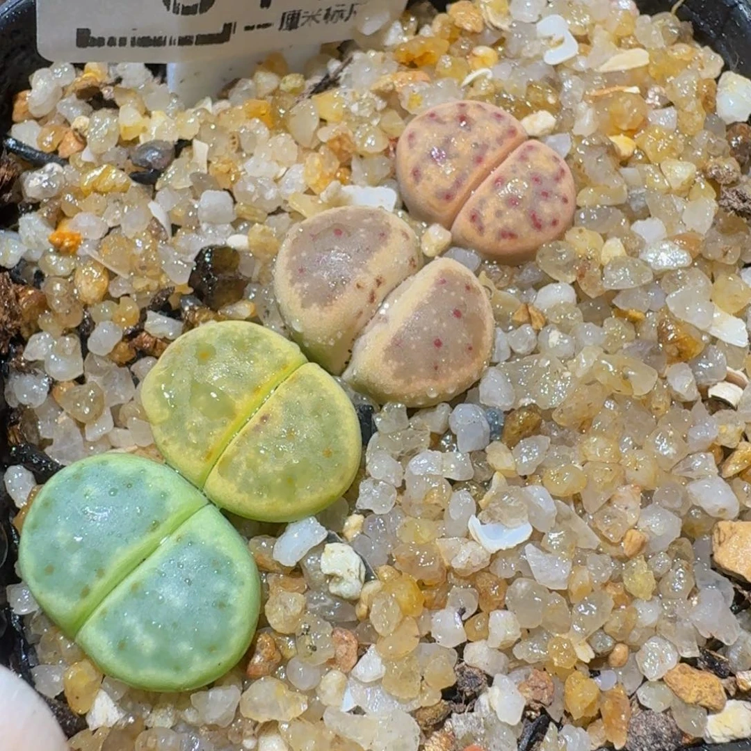 Ssss精品生石花544