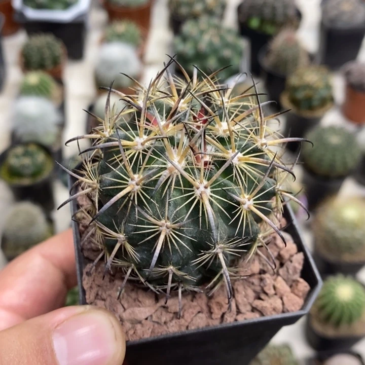 实生虎爪玉特价福利