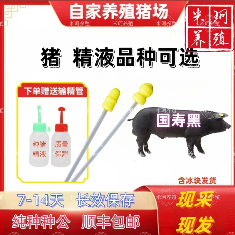 国寿黑种公精液瓶一件包邮包对版生态养殖批发输精管猪用耗材