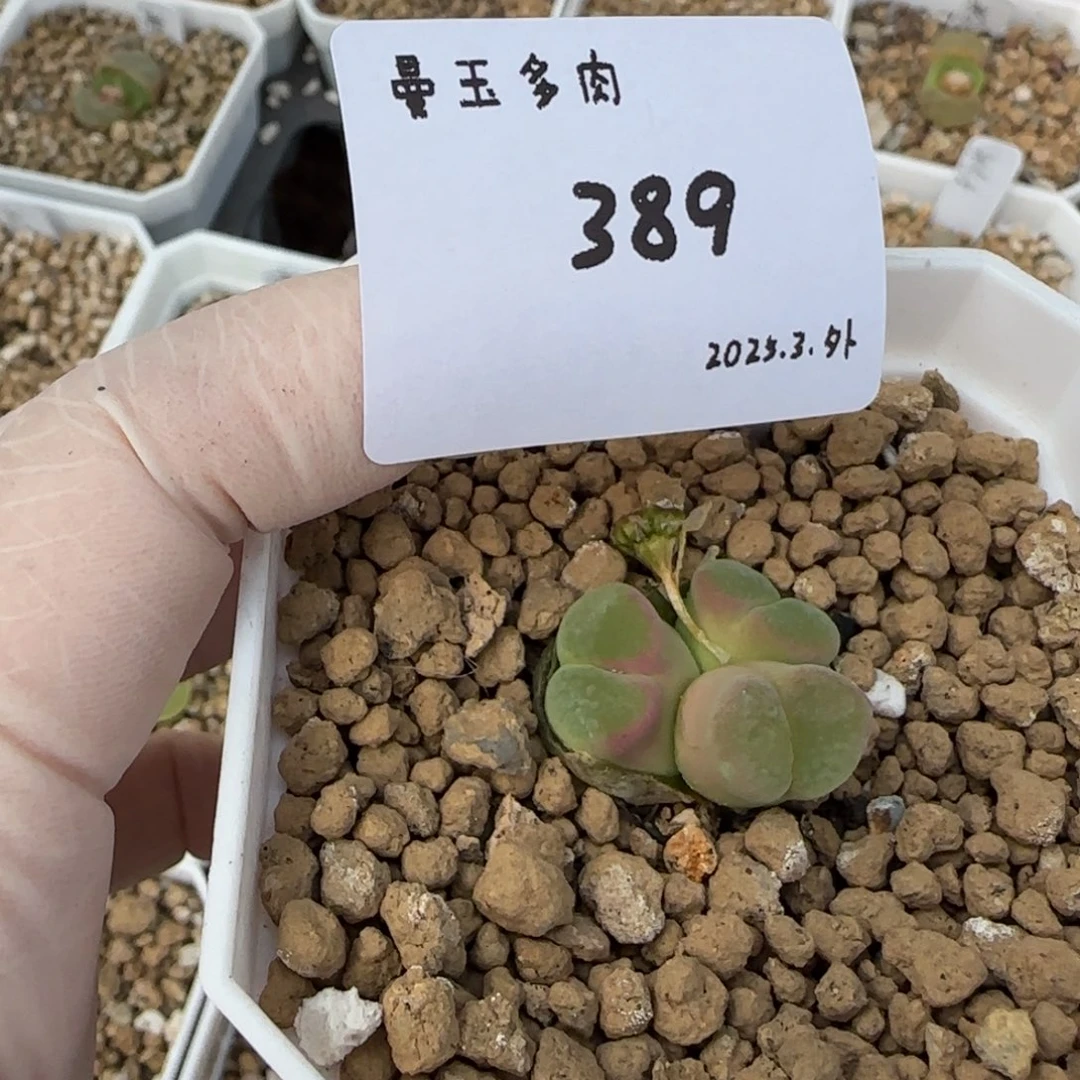 劳****?多肉多肉多肉389