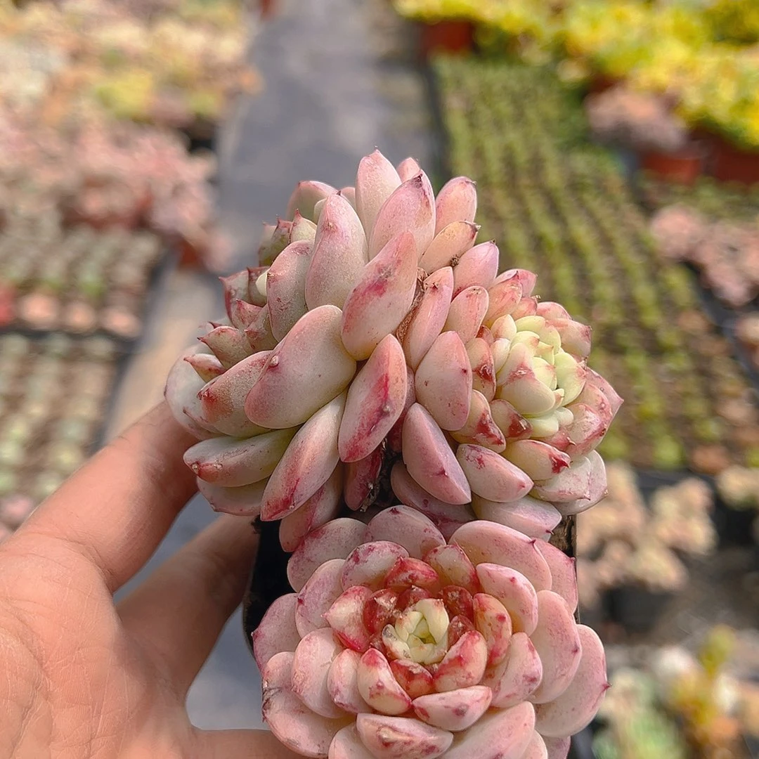 619，糖心天鹅绒，带盆带土发货