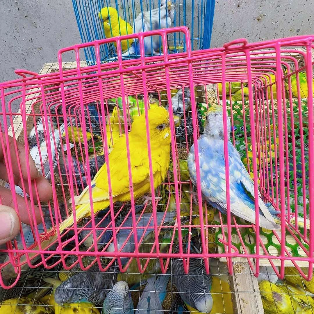 半****虎皮鹦鹉特色两只