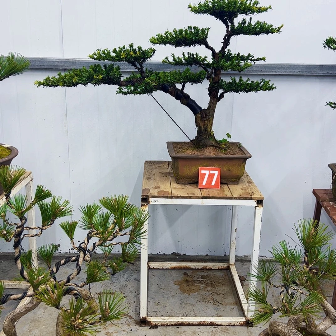 无花朵罗汉松米叶造型树，罗汉松盆景