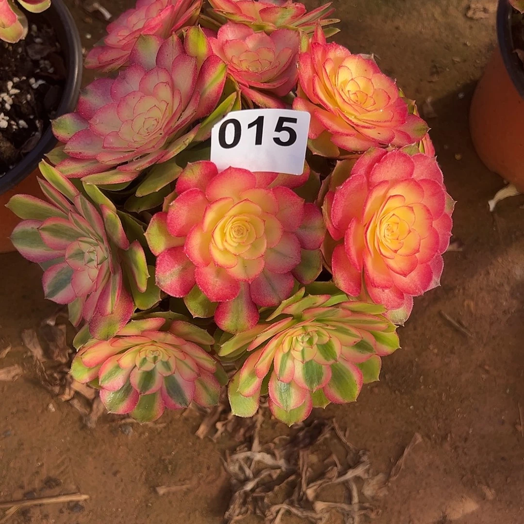 精品多肉植物015荔枝