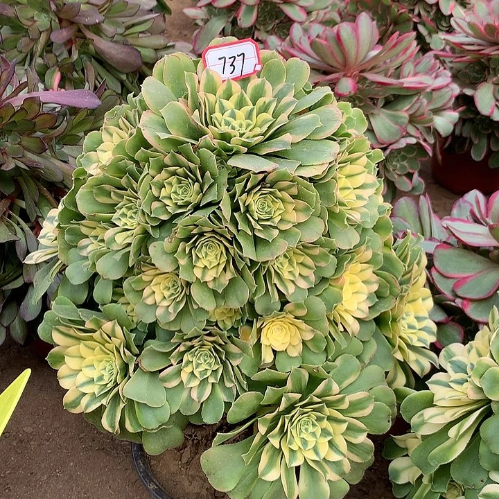 新尼亚多肉植物737