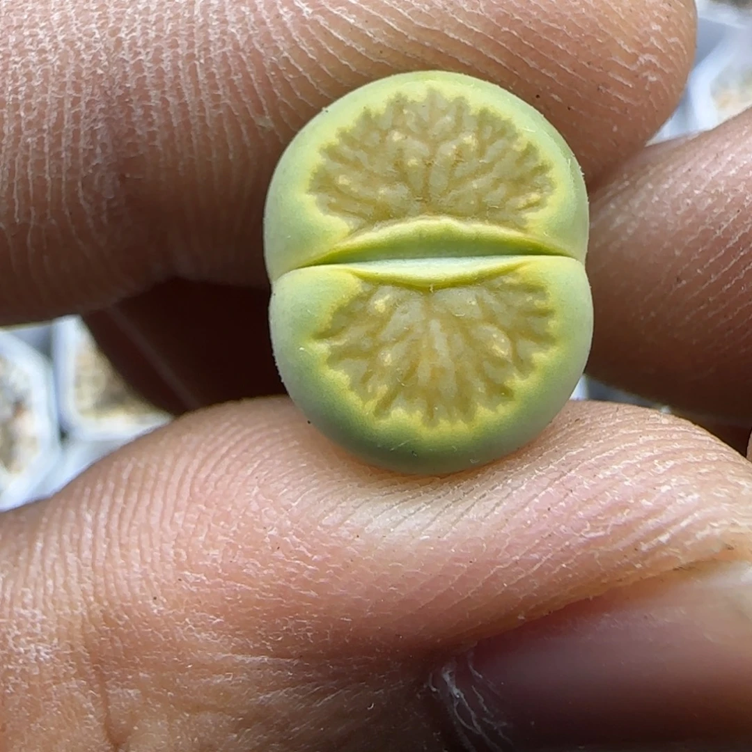 133 生石花大棚直播