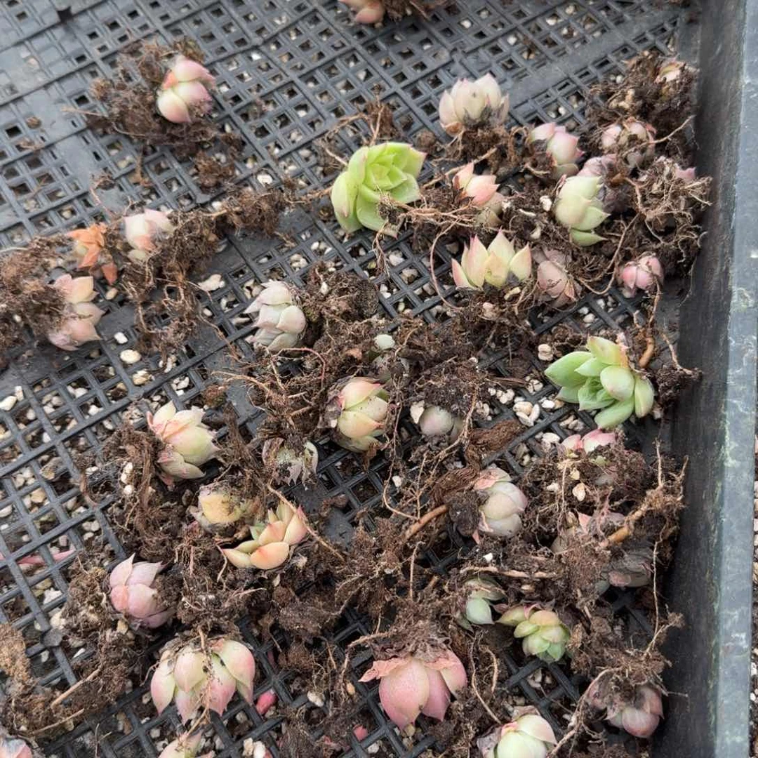 麦秆珍妮苗子十棵量拍21-42