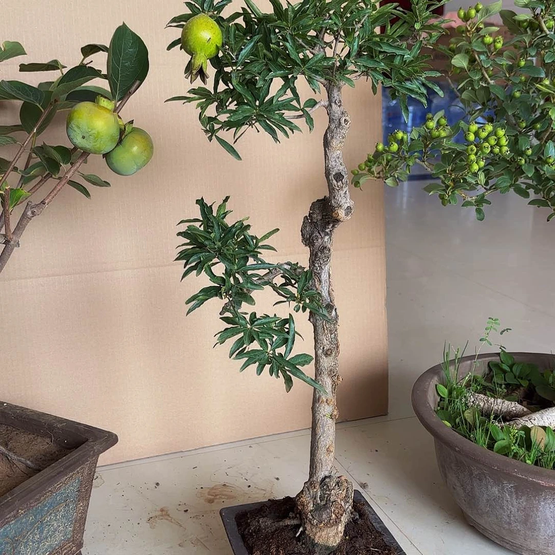 完全开放石榴盆景盆栽植物