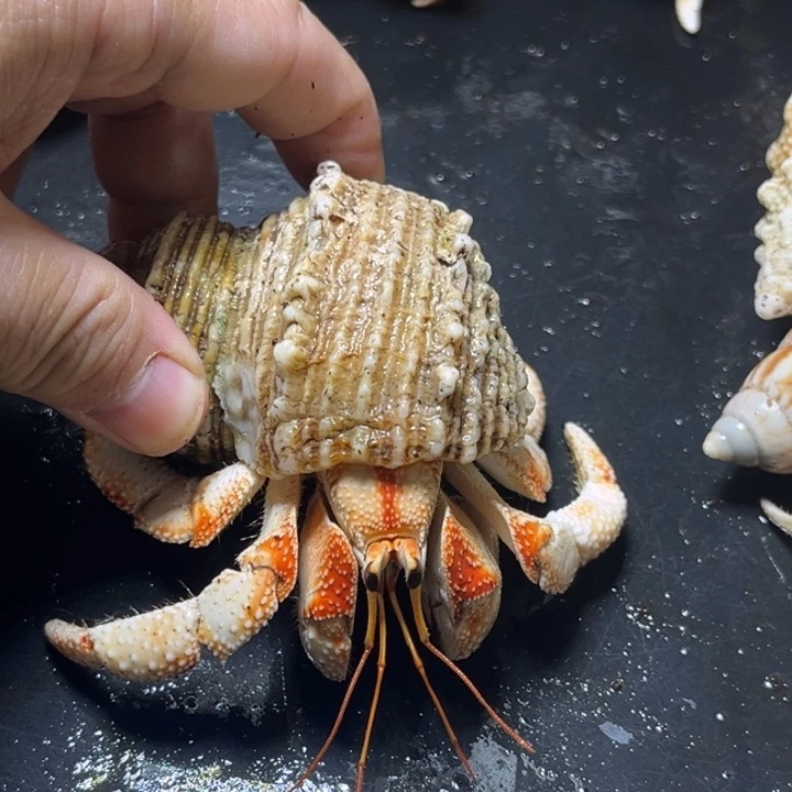 闪3号五花肉毛球3.3口径