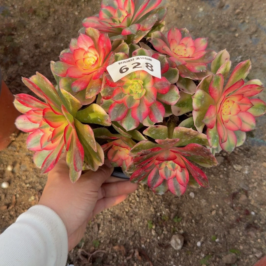 628荔枝。多肉植物