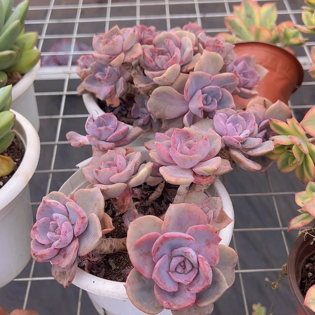 彩虹糖多头大盆造型精品