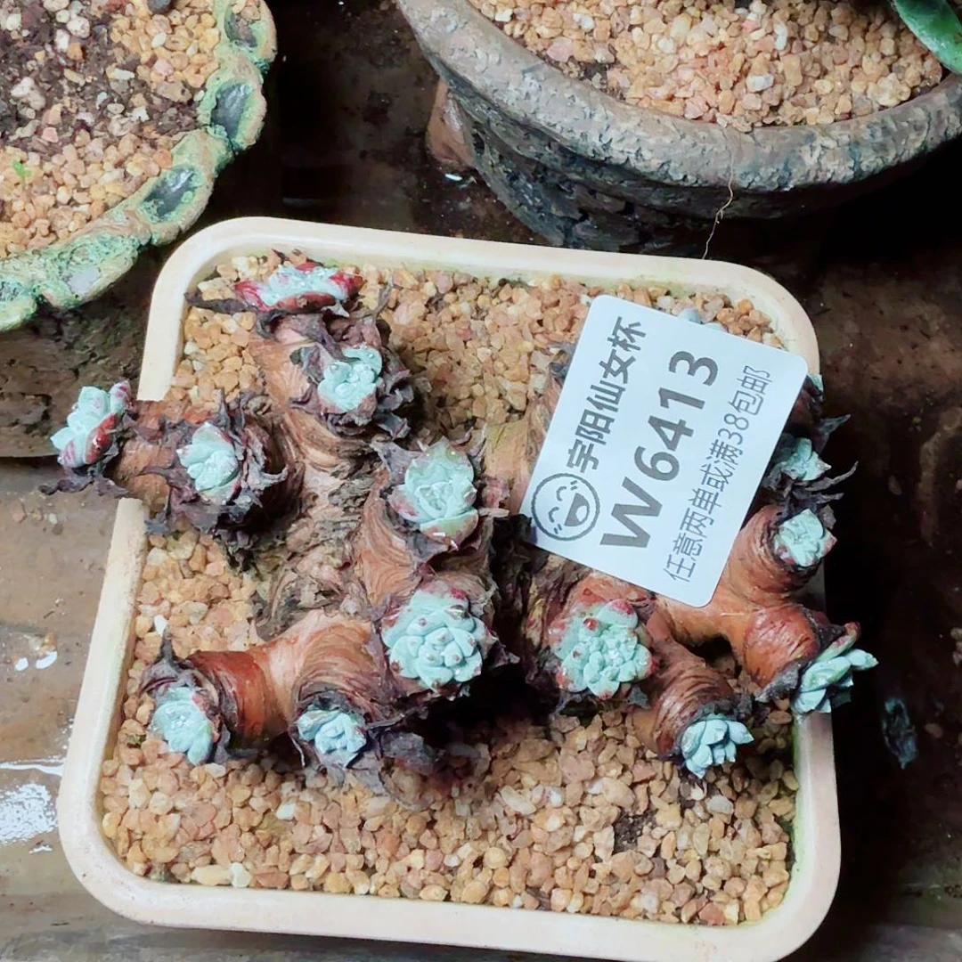 飞***啦6413刘丹拇指杂仙女杯多肉