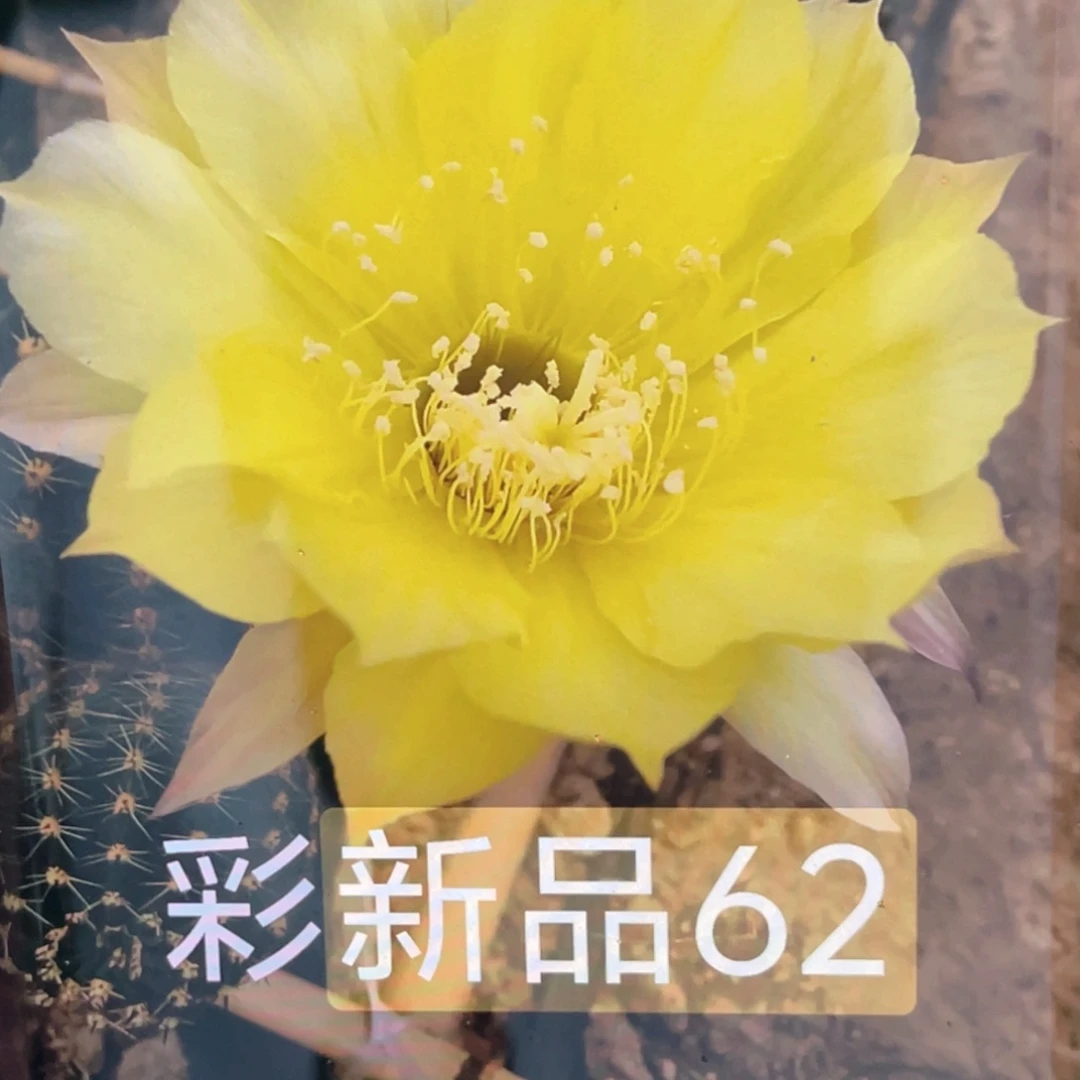 彩草 新品62号 侧芽 歪 满20包邮4–5公分