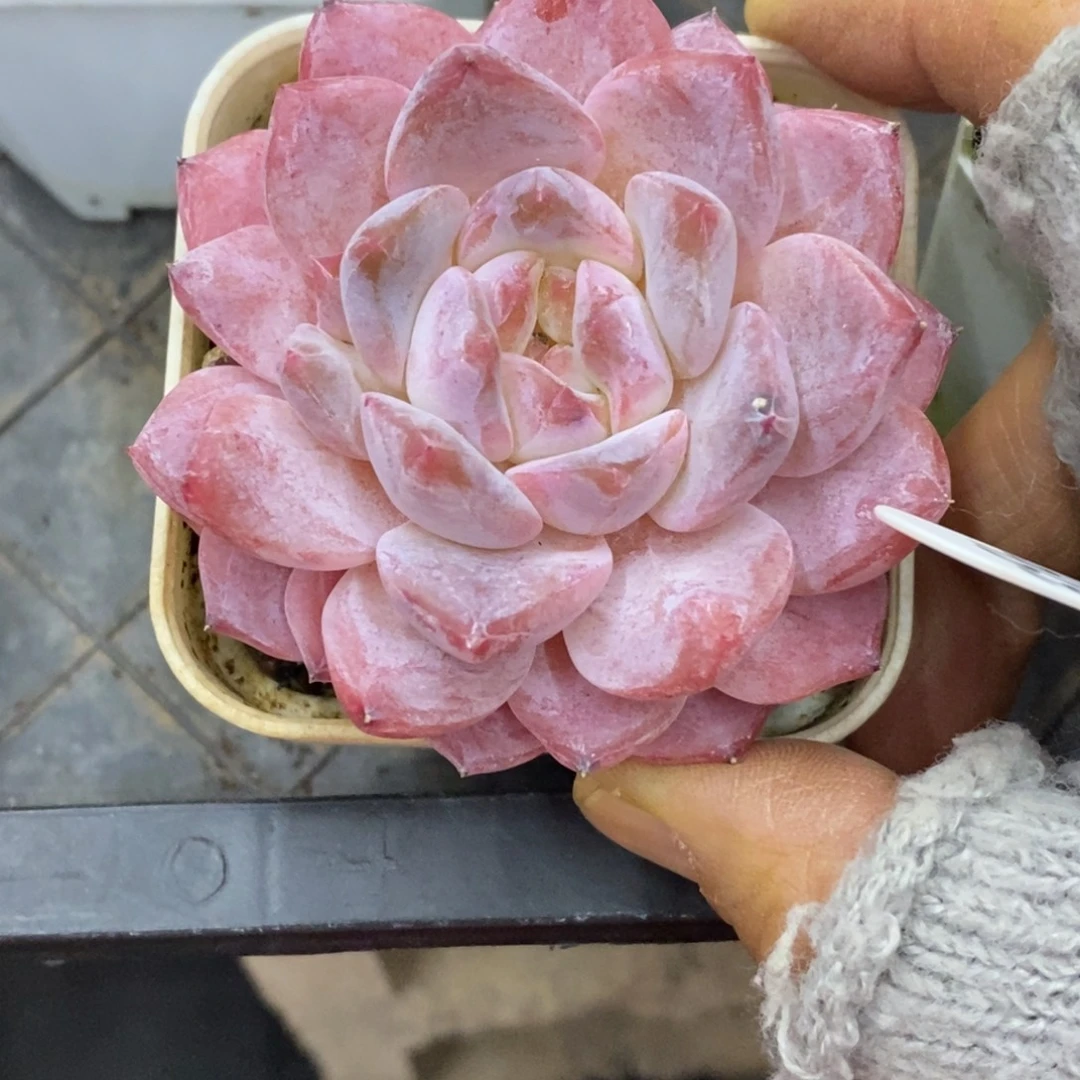 精品多肉一物一拍不包整396