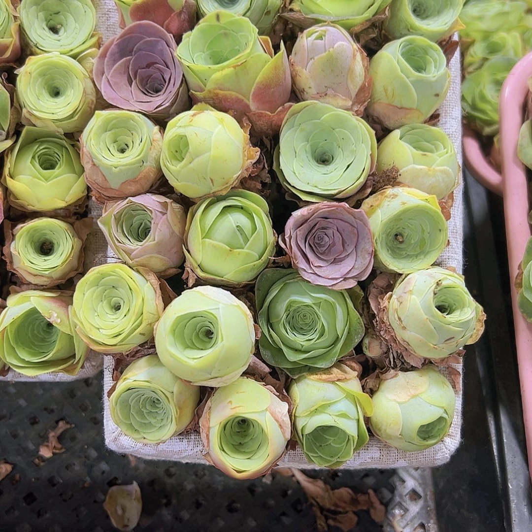 中苗组合30个4个粉6个红2到3厘米没有蓝子