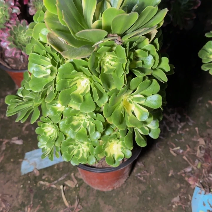 30342辛尼亚不包断枝