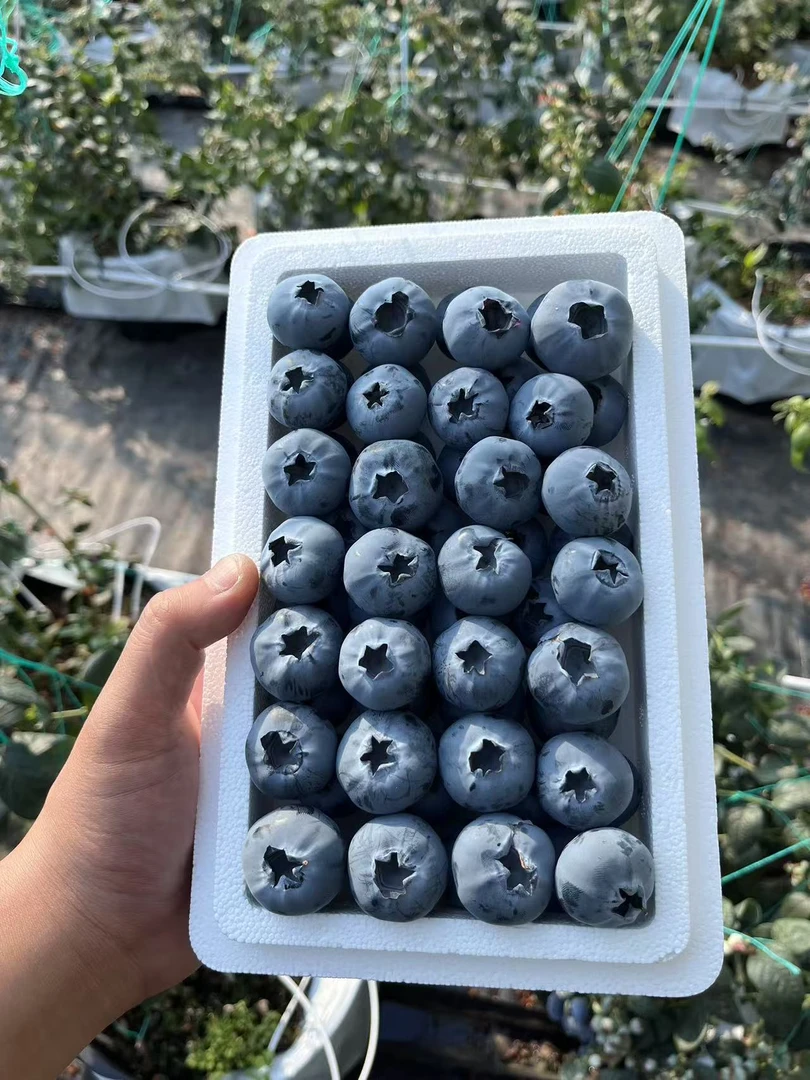 蓝莓优瑞卡丹东大蓝莓果香浓郁清香脆甜多个品种多种规格