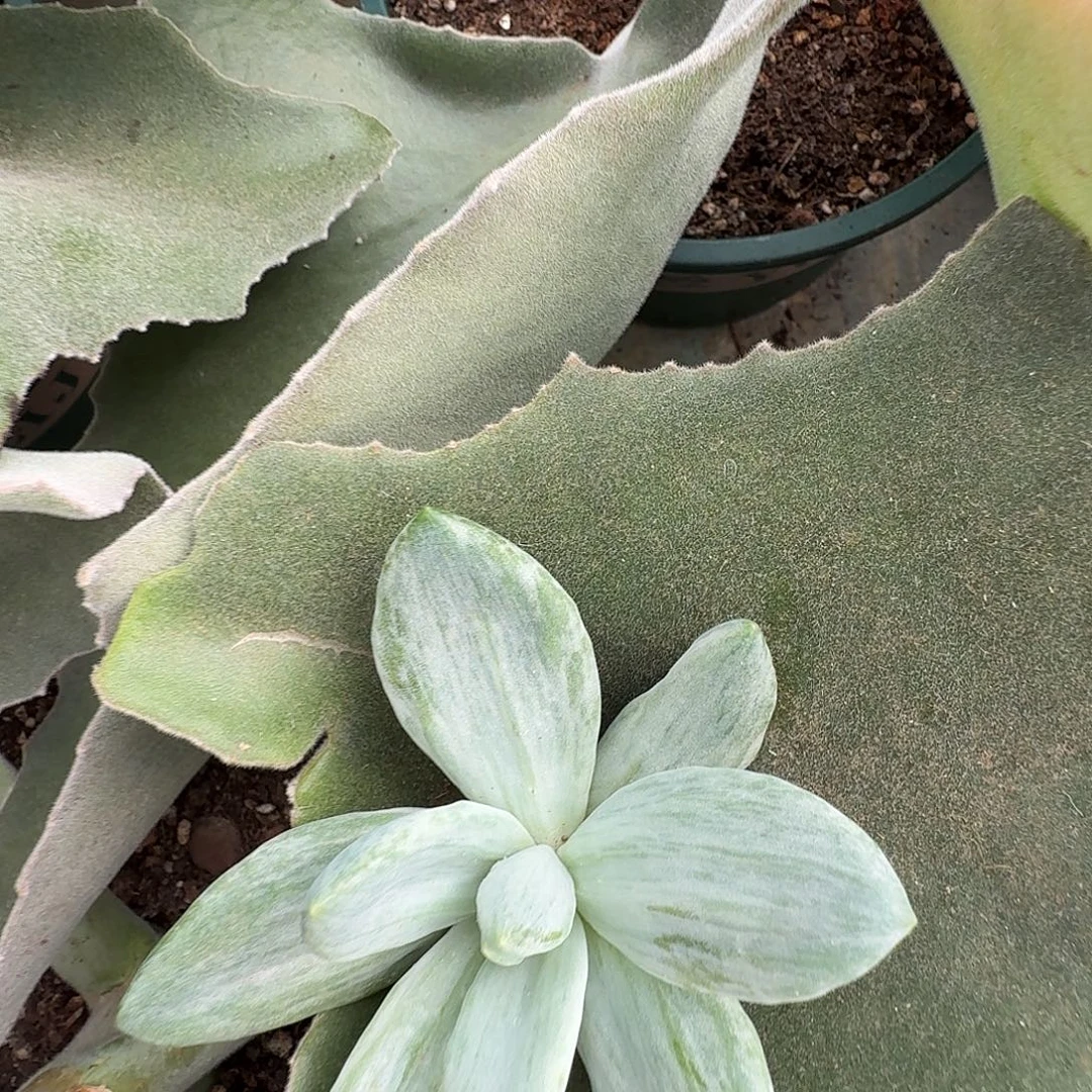 拾***光海洋之歌1111105-301