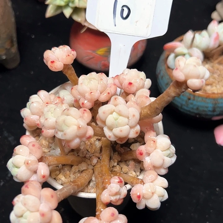 10号樱花罗琦。