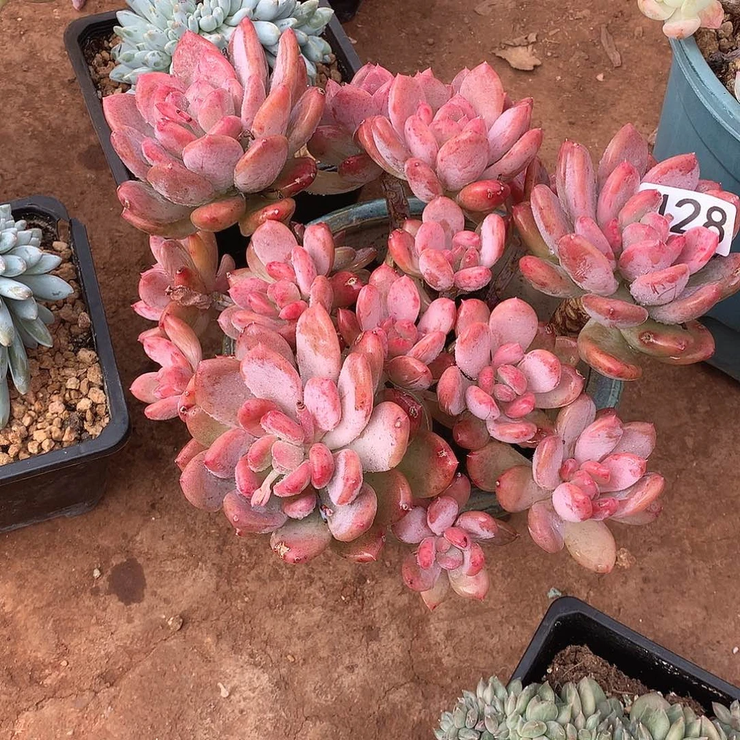 428 一物一拍多肉