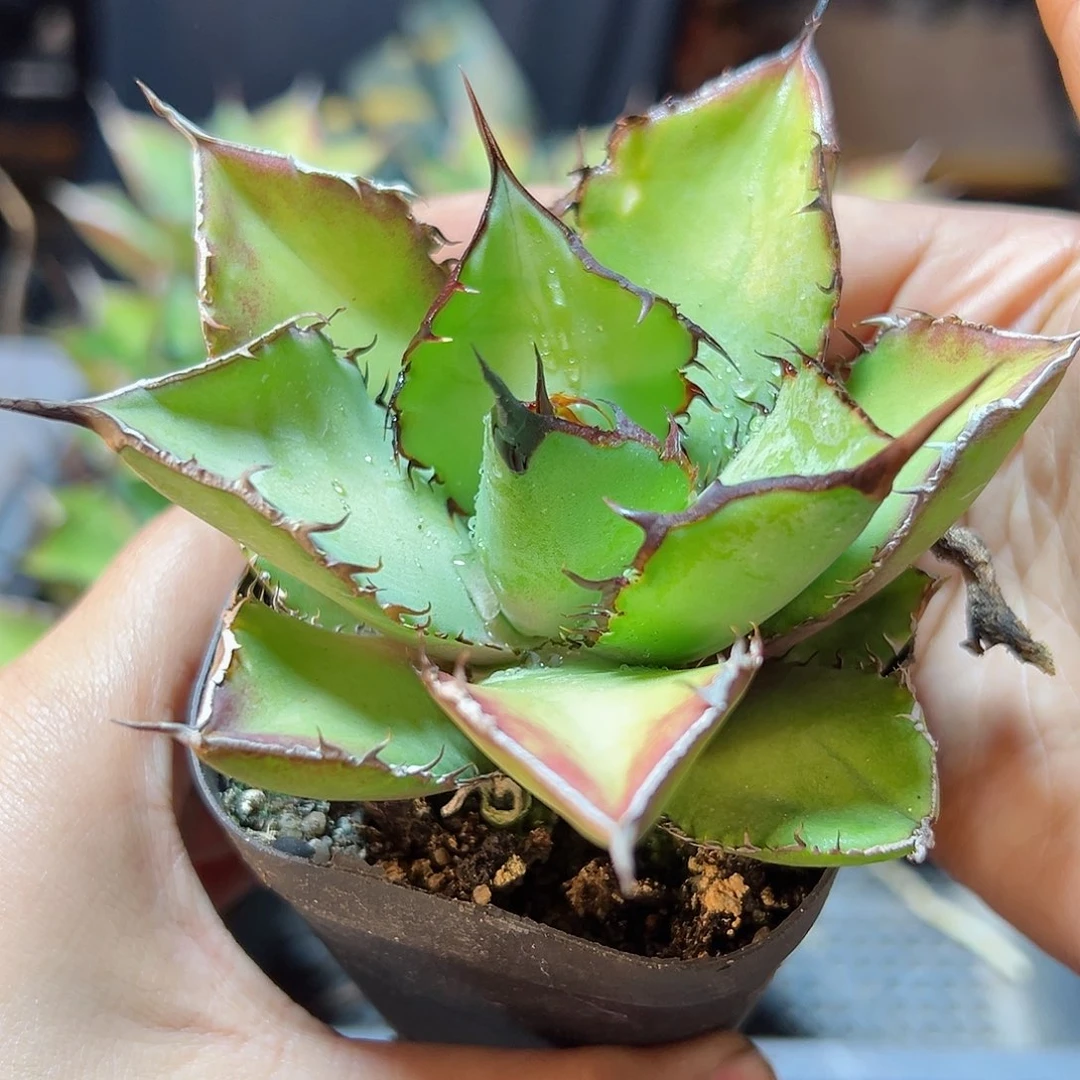 大熊猫9公分1颗脱土