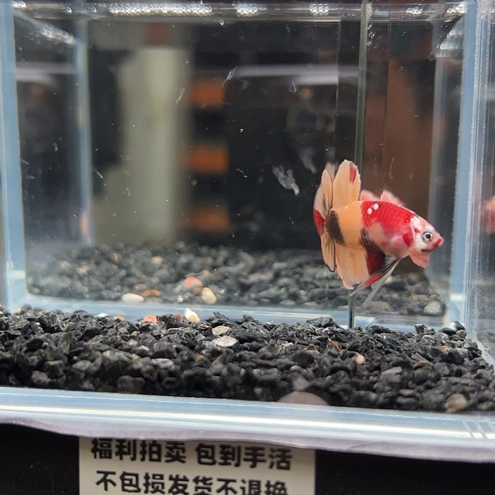 斗鱼跑单拉黑17日115