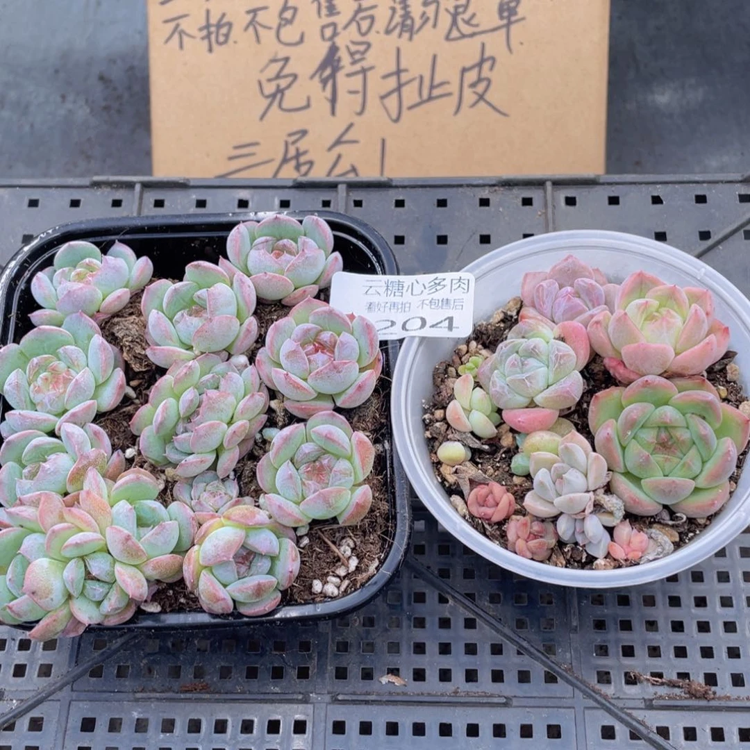 云糖心多肉植物204