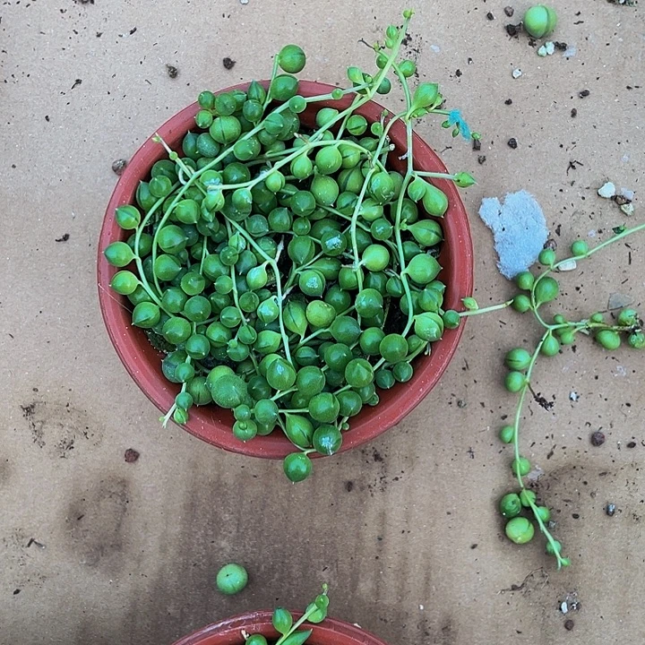 佛珠3.8到盆土发货