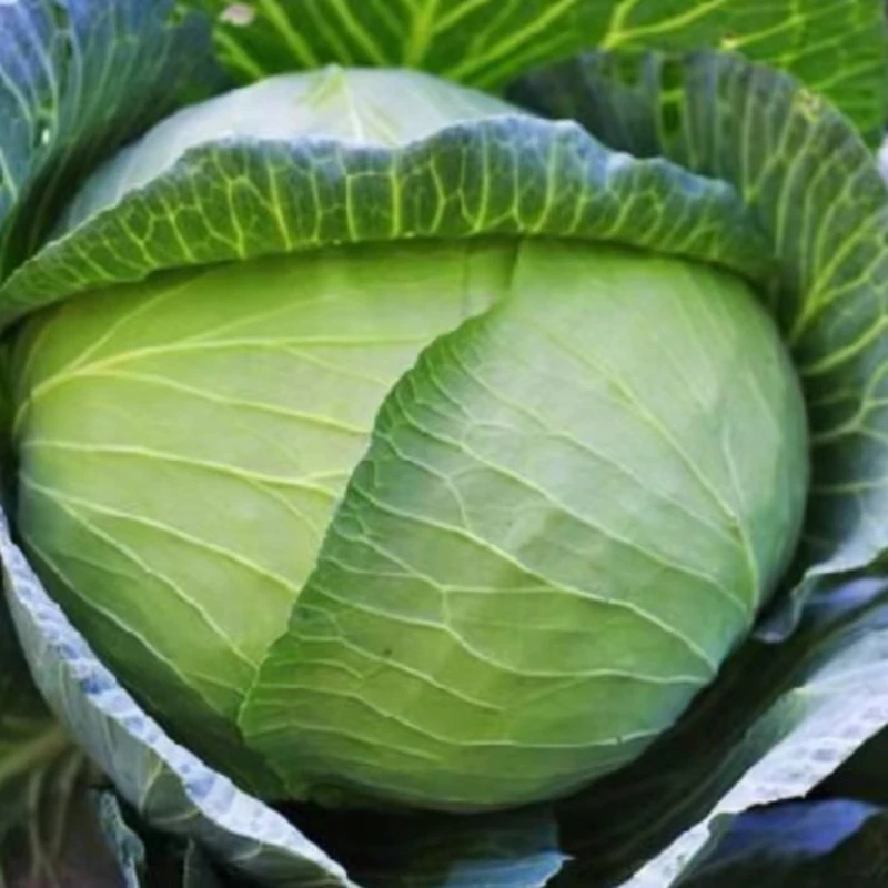 特大莲花白包菜超三角牛心甘蓝种子特大包菜种籽卷心菜耐寒lz