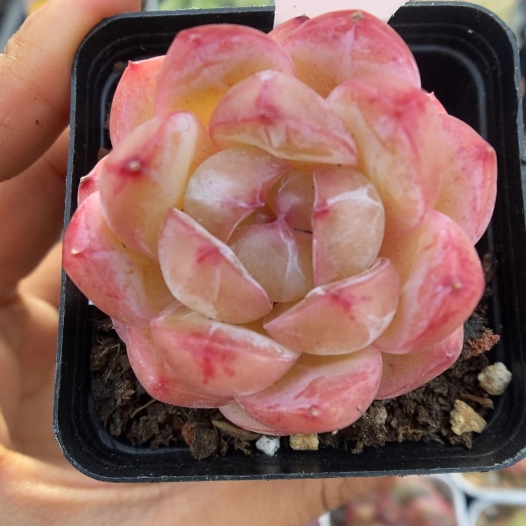 白雪珍妮可拍519号