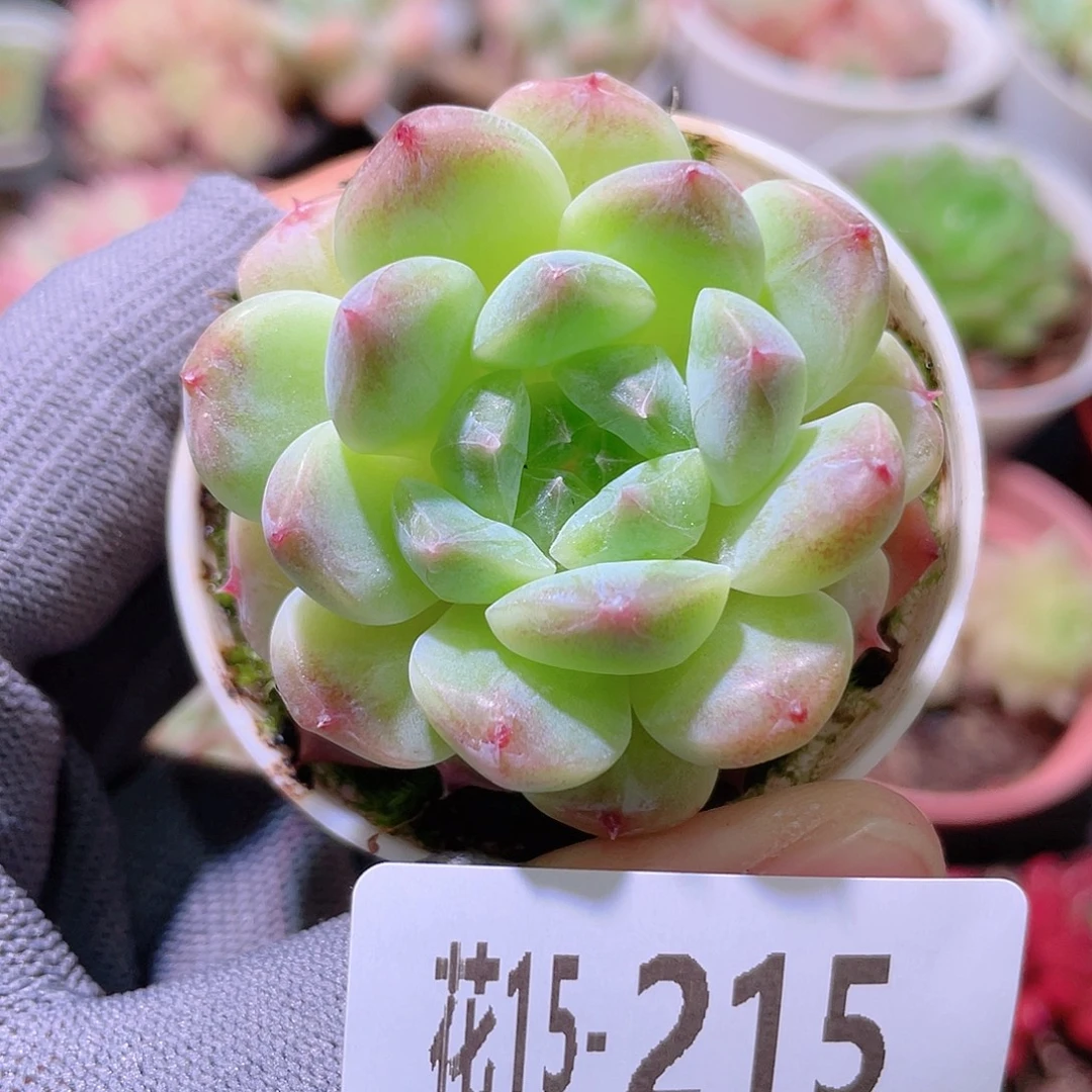 花利美15-245秘境冰魄