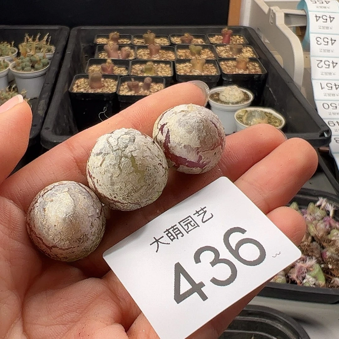 一物一拍      微瑕436