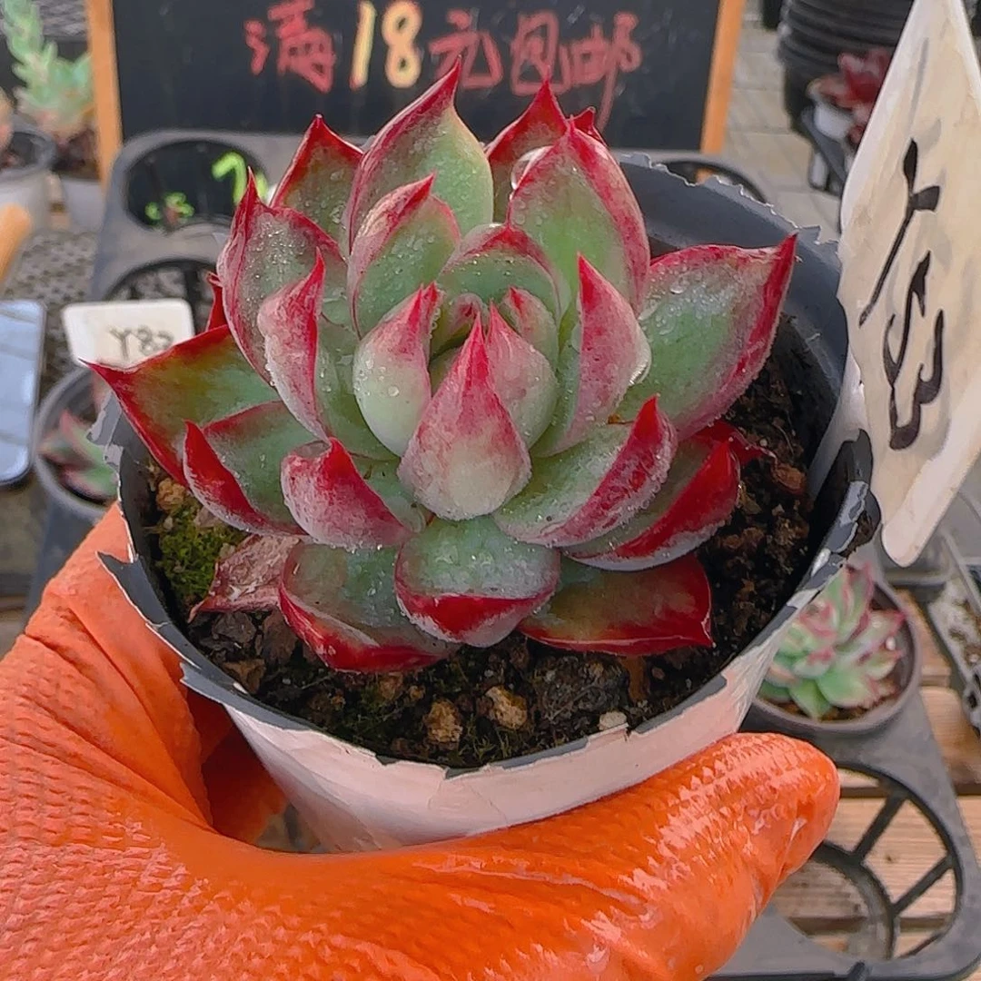 Y53 惊鸿仙子多肉植物