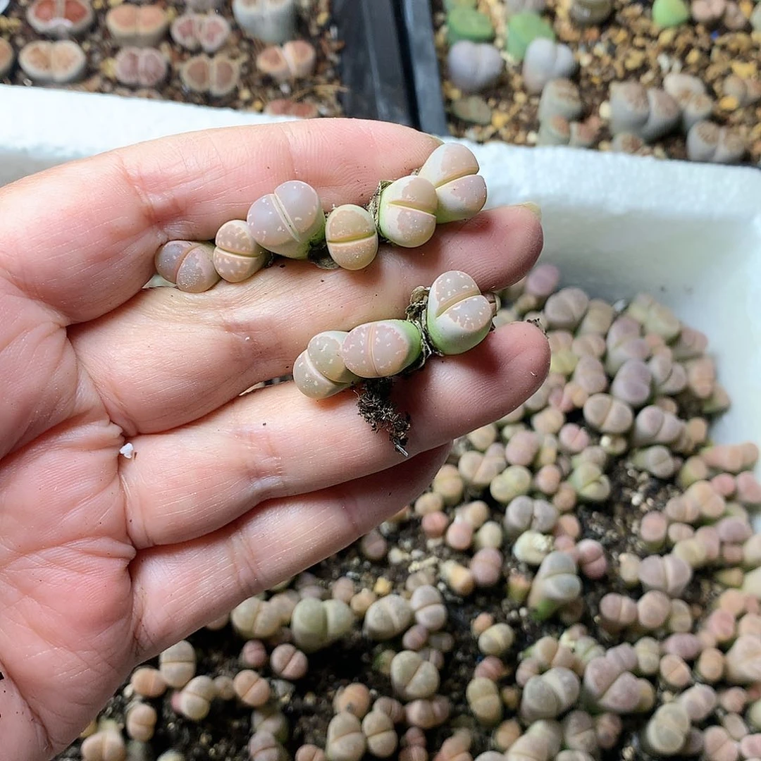 蔫****】H347多肉植物保护