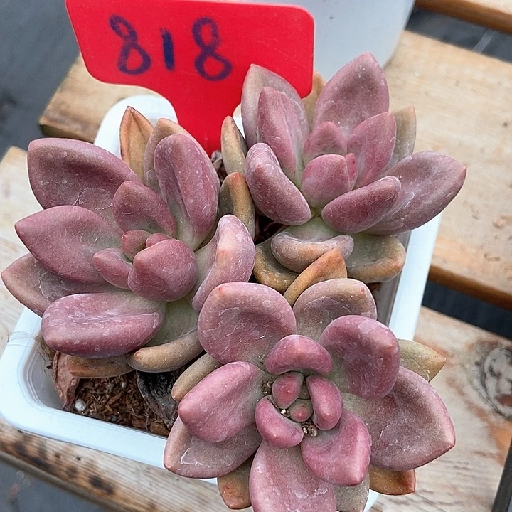 多肉植物桃花源818