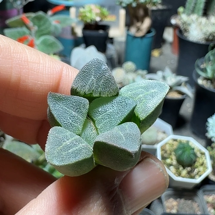 802磨面克里克特脱土发货