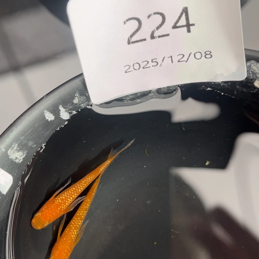 青鳉鱼224松井红华一对