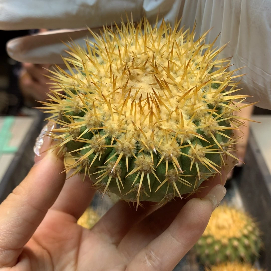 金刺 孤龙 整体8公分起发(无根无木心)