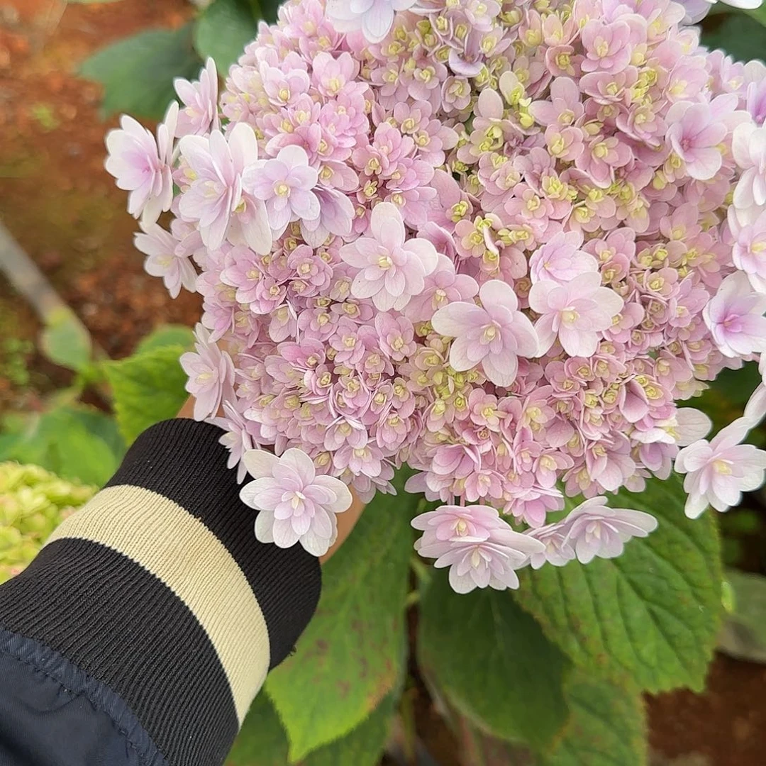 绣球切花一物一拍3枝起包邮，53