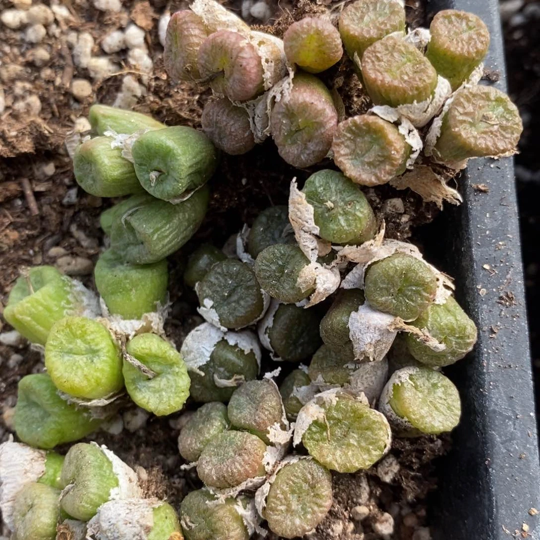 815五头以上流水铜壶一群