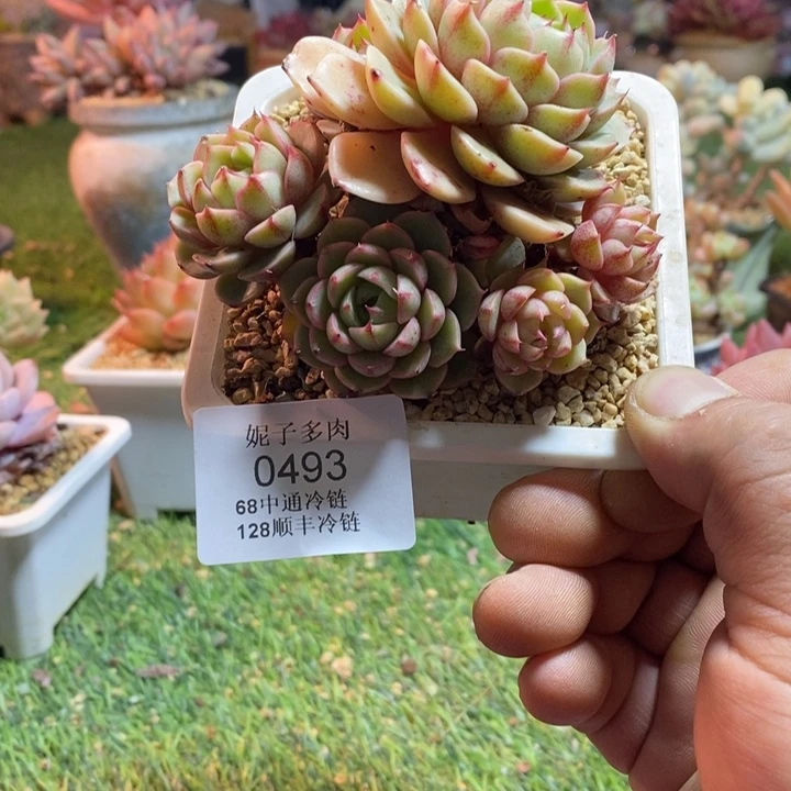 0493啊啊啊啊啊啊啊啊啊啊啊