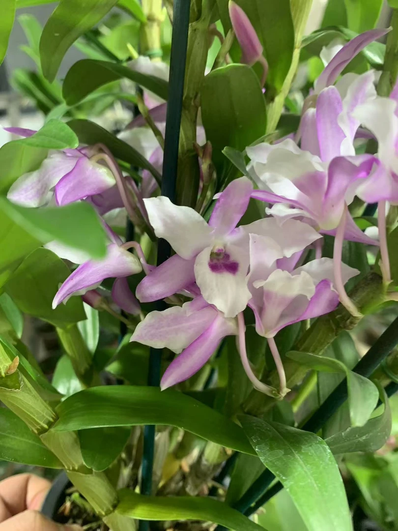 传奇春石斛（不售后，不退款）