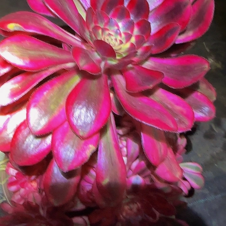 精品香奈儿老桩亏本福利