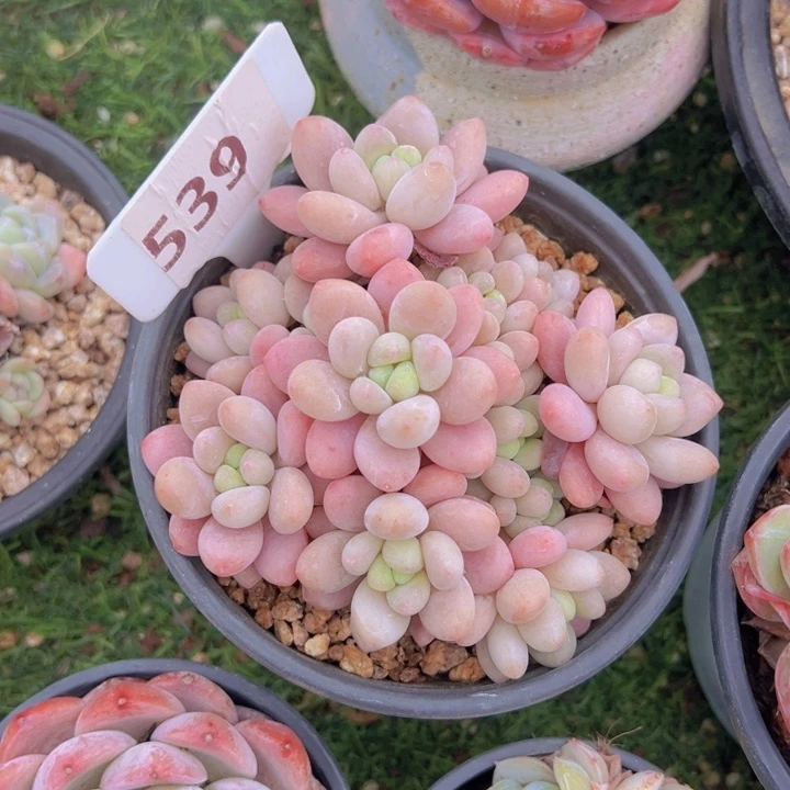 健健康康平平安安