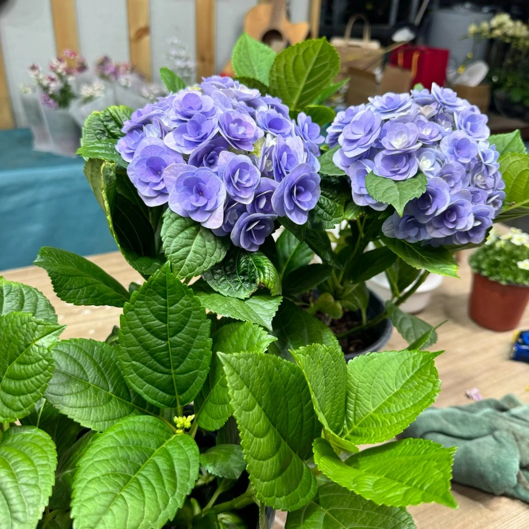 妖精之吻绣球170规格【蓝色】