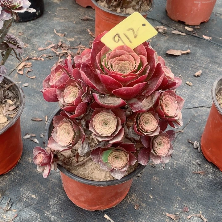 912魅金玫瑰多肉一物一拍