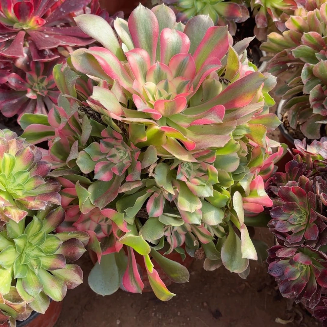 香妃12.8木质老桩