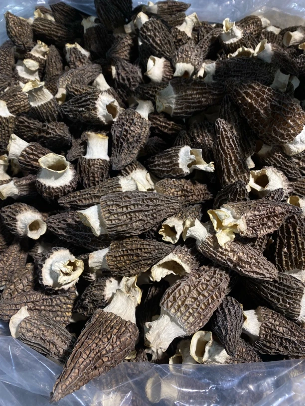 5-8头茬厚肉六妹羊肚菌0302